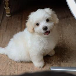 Biscayne - White male Havanese puppy in Hamptonville, North Carolina from Alabama Havanese Kennel Tidewater Kennel