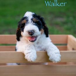 Walker - Black and white male Bernedoodle puppy in Stuart, Oklahoma from G Ridge Kennels