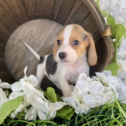 Coral - Black white and tan female Beagle puppy in Katy, Texas from Houston’s Howlin’ Hounds
