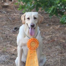 Molly - Labrador Retriever