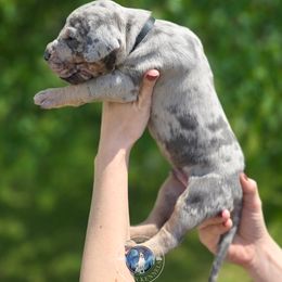 Maple - Merle male Great Dane puppy in Roseau, Minnesota from UNDAD'S KENNELS
