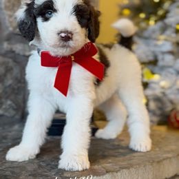 Harvey - Brown and white male Bernedoodle puppy in Salina, Oklahoma from Hudson Shore Bernedoodles
