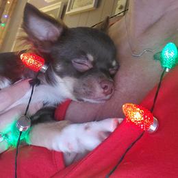 Chihuahua Puppies from Fine Whines & Lickers