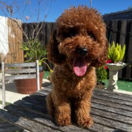 Saru - Poodle