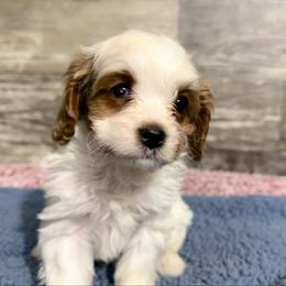 John - Blenheim male Cavapoo puppy in Camden, Michigan from FurEver Friends Finder