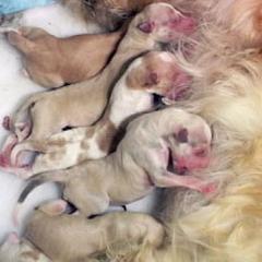 Borzoi Puppies from Radost Borzoi