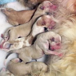 Borzoi Puppies from Radost Borzoi