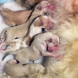 Borzoi Puppies from Radost Borzoi