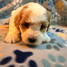 Greenie - male Cavapoochon puppy in Mt Pleasant, Texas from Hippdoodranch