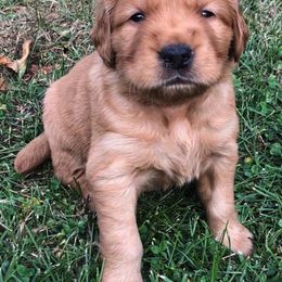 Golden Retriever Puppies from Bella Mia Goldens