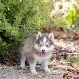 Blueberry - Blue male Pomsky puppy in Bellevue, Washington from The Pomsky Garden