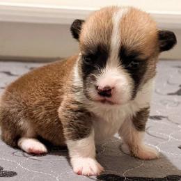 Scrim - Red male Pembroke Welsh Corgi puppy in Kiowa, Colorado from Cool Water Corgis LLC