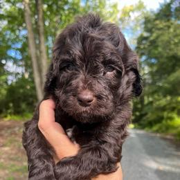 Rufus - Chocolate male Goldendoodle puppy in New Ringgold, Pennsylvania from Hawk Mountain Doodles
