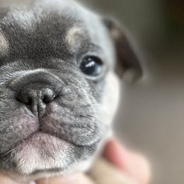 Boston Terriers and French Bulldogs from Absolutely Boston Terriers and French Bulldogs