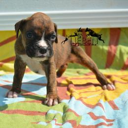 Bacon - Brindle male Boxer puppy in Earlsboro, Oklahoma from Lieben Boxers