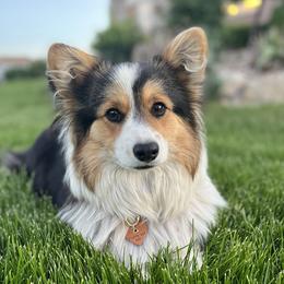 Remi - Pembroke Welsh Corgi