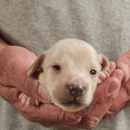Olive Yellow collar male - Cream male Dachshund puppy in Trade, Tennessee from TN Miniature Dachshunds & Basset Hounds