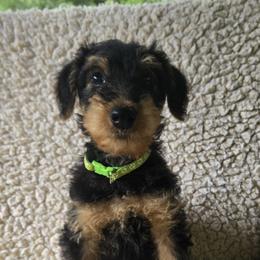 A very healthy puppy with great personality .not a hipper puppy but playful  he will make a great companion - Black and tan male Airedale Terrier puppy in Willow Spring, North Carolina from Reydaleterrydale Airedales