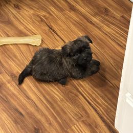 Red collar boy - Black brindle male Cairn Terrier puppy in Battle Ground, Washington from Debra Soutar