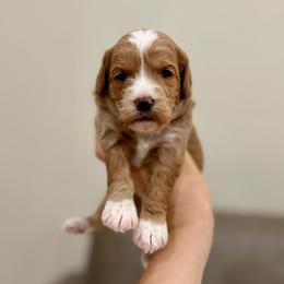 Muffin girl - Apricot female Goldendoodle puppy in Rio Linda, California from Plush Doodles