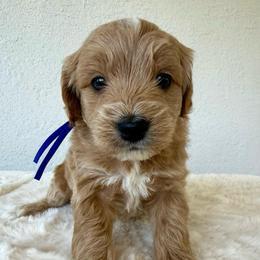 Butter - Red  male Goldendoodle puppy in Concord, California from Golden State Good Dogs