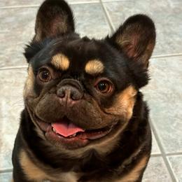 French Bulldog puppies from MTO KENNELS