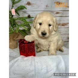 Golden Retriever Puppies from Castle Country Companions