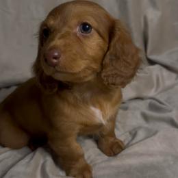 Liberty - Red female Dachshund puppy in Brandon, Florida from Knights Dachshunds