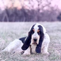 Reed - Black white and brown male Basset Hound puppy in Springfield, Missouri from Baylee’s Bassets