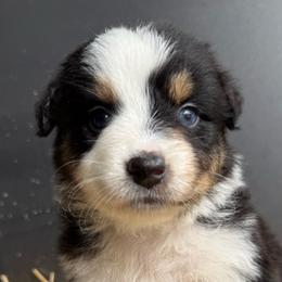 Spark - Black tri-color female Australian Shepherd puppy in Stanford, Kentucky from Red Feather Aussies