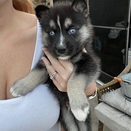 Siberian Husky Puppies from Hargaden Huskies
