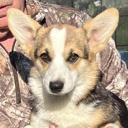Girl 1 - female Pembroke Welsh Corgi puppy in Prague, Oklahoma from L Bar S Corgis