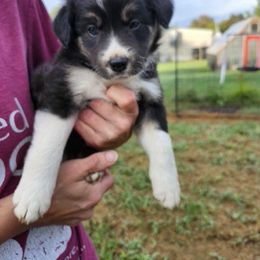 Uranus - Black and white female Border Collie puppy in New Oxford, Pennsylvania from The Weekend Farm
