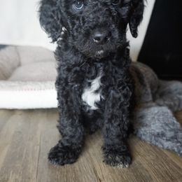 Goldendoodle Puppies from az goldendoodle pups