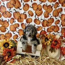 Aussiedoodle and Australian Shepherd Puppies from Dark Water Standards
