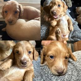 Gavroche - Red male Dachshund puppy in Eureka, California from Seaside Doxies