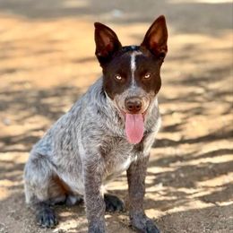 Theo - Blue male Australian Cattle Dog puppy in Sahuarita, Arizona from A2 Australian Cattle Dogs