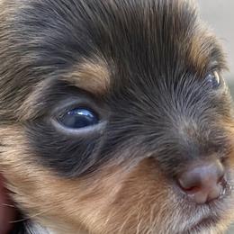 Biewer Terriers, Morkies, and Yorkshire Terriers from Blue Ridge Mountain PuppiesTM️