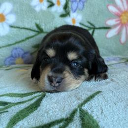 Skye - Black and tan female Dachshund puppy in Morristown, Tennessee from Hillside Hounds