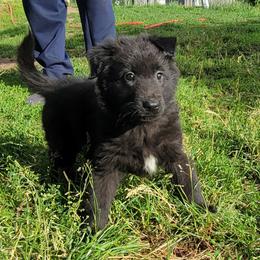 Girl 1 Orange collar - Black female Belgian Sheepdog puppy in Green Bluff, Washington from Clawson Belgians