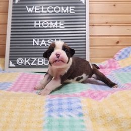 Nash - Red brindle and white male Bulldog puppy in Hillsdale County, Michigan from KZ Bullies LLC