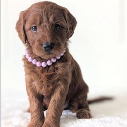 Popsicle - Red  female Goldendoodle puppy in Blackfoot, Idaho from Riverside Poodles