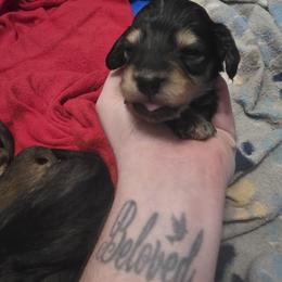 Boy 1 - Cream male Dachshund puppy in Sour Lake, Texas from Rigdon's dachshunds