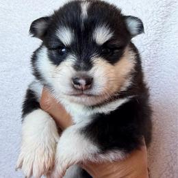 Axel - Black and white male Pomsky puppy in Mc Minnville, Oregon from West Coast Pomskies