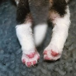 Beagle and German Shepherd Puppies from Synastry Beagles