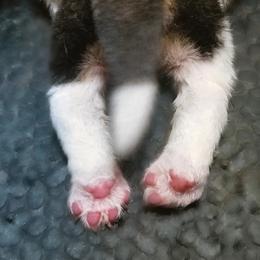 Beagle and German Shepherd Puppies from Synastry Beagles