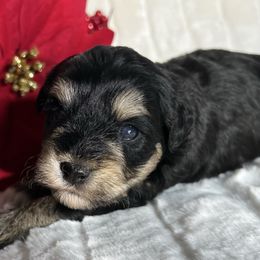 Othello - Black and silver male Miniature Schnauzer puppy in Menifee, California from Moonshine’s Minis