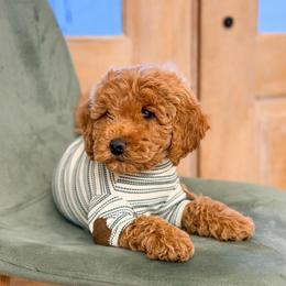 Teddy Boy 3250 free delivery - Apricot male Goldendoodle puppy in Mayfield, Utah from Ruff Country Doodles