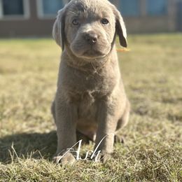 Ash - Silver male Dilute Retriever puppy in Rockwall, Texas from T3 Pups