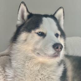 Ace - Siberian Husky